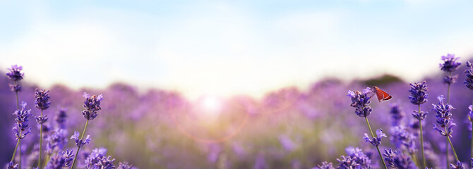 Fotobehang Hotel Zonnig lavendelveld in close-up  © New Africa