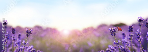 Canvas Print Beautiful sunlit lavender field, closeup. Banner design