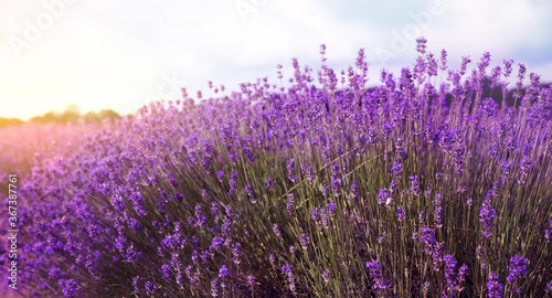 Beautiful sunlit lavender field, banner design