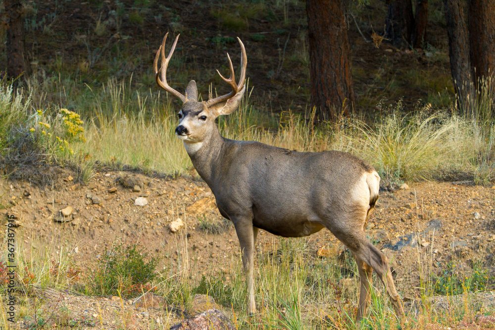 Mule deer buck, near Estes Park, Colorado