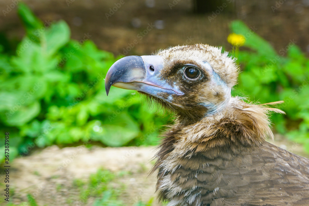 closeup portrait of a cinereous vulture, Aegypius monachus, that is a large raptorial bird closeup portrait of a cinereous vulture, Aegypius monachus, that is a large raptorial bird