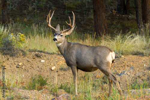 Mule deer buck, near Estes Park, Colorado