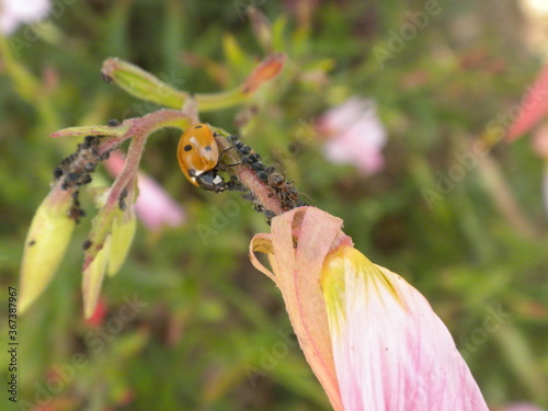 Coccinelle, fourmis et puceron photo