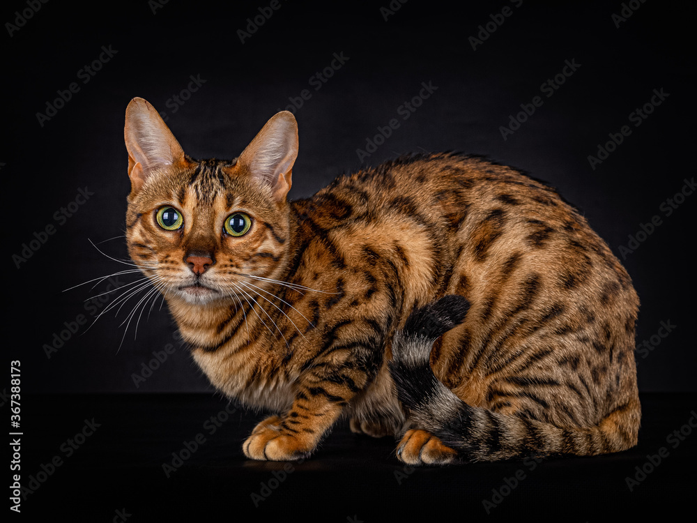 Portrait of a lying Bengal cat of 8 month old, looking direct in the camera, isolated on black background