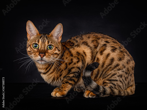 Portrait of a lying Bengal cat of 8 month old, looking direct in the camera, isolated on black background