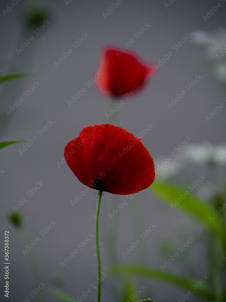 Naklejka premium Dwa czerwone maki na ciemnoszarym tle