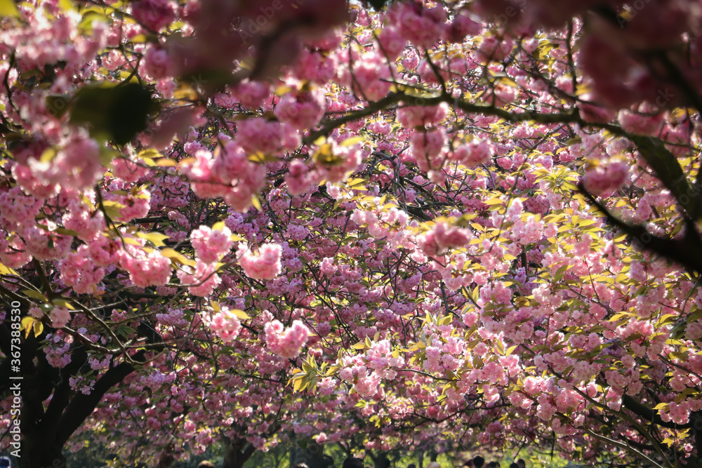 sakura flowering season, a lot of blossom on the trees sakura flowering season, a lot of blossom on the trees