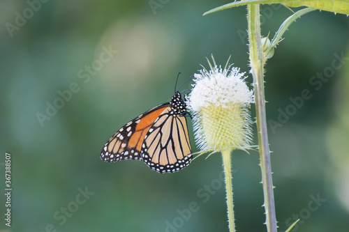 Butterfly 2019-242 / Monarch butterfly (Danaus plexippus)