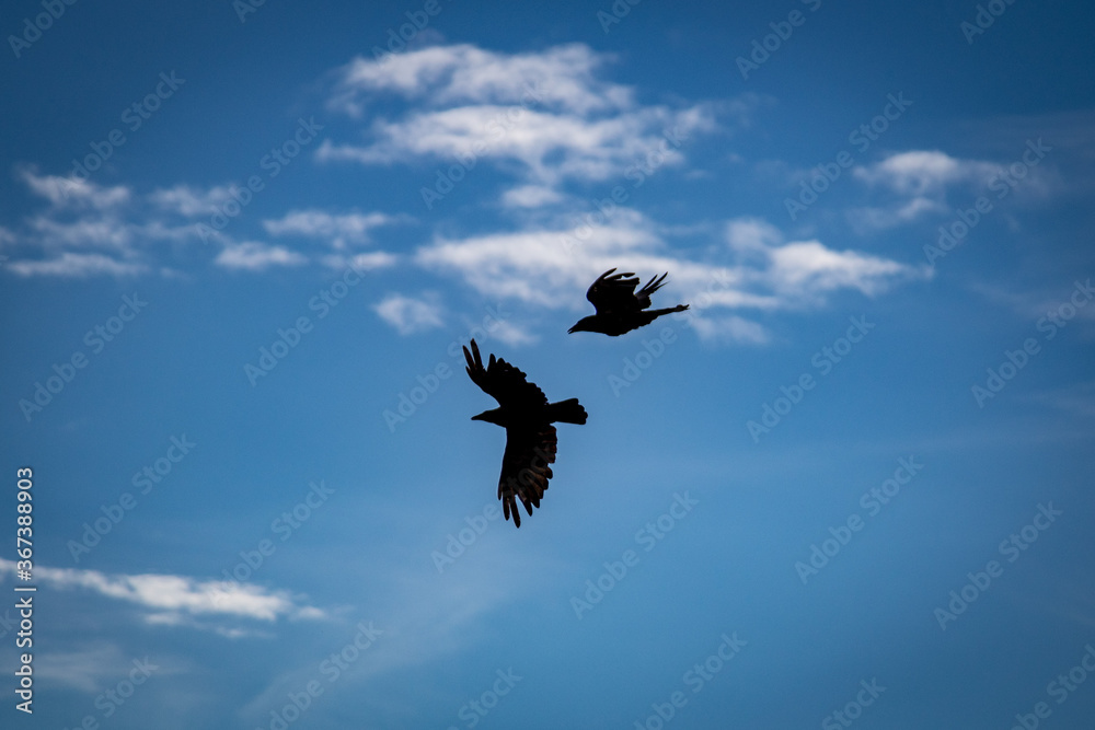 two crows fly in the air, cloudy sky in the background