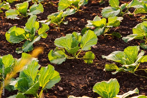 Young cabbage sprouts on the field in rows.