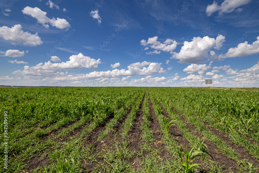 Blue Sky and white clouds above green Field corn, panoramic view. Beautiful scenic dynamic Landscape agricultural land. Beauty of nature. Agriculture. Cornfield. Growing vegetables on the farm.