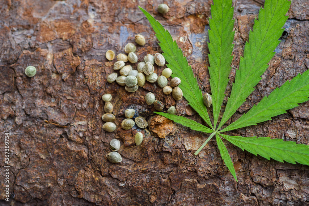 Green cannabis leaf and seeds on wooden background. Vegetarian food concept