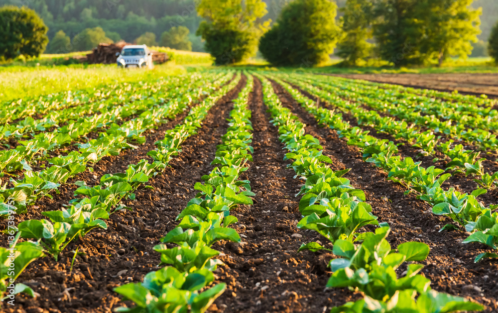 Obraz premium Young cabbage sprouts on the field in rows.