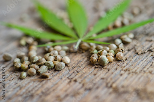 Green cannabis leaf and seeds on wooden background. Vegetarian food concept