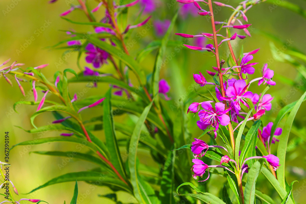 Pink flowers of fireweed, beautiful field of Chamerion angustifolium, ivan tea. Chamaenerion Pink flowers of fireweed, beautiful field of Chamerion angustifolium, ivan tea. Chamaenerion