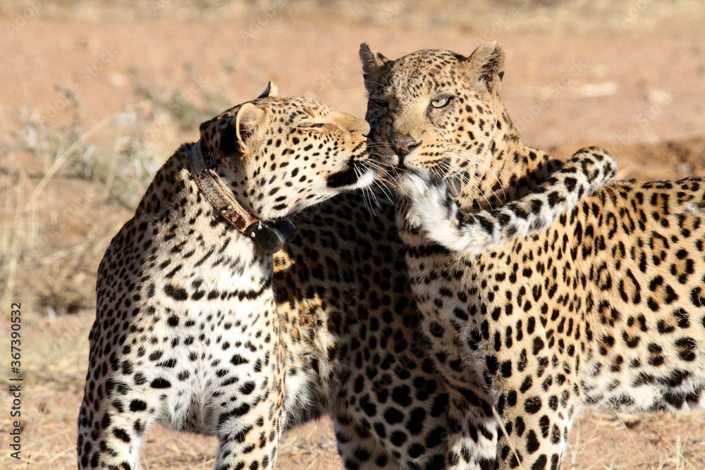 A pair of leopards, mother and daughter A pair of leopards, mother and daughter