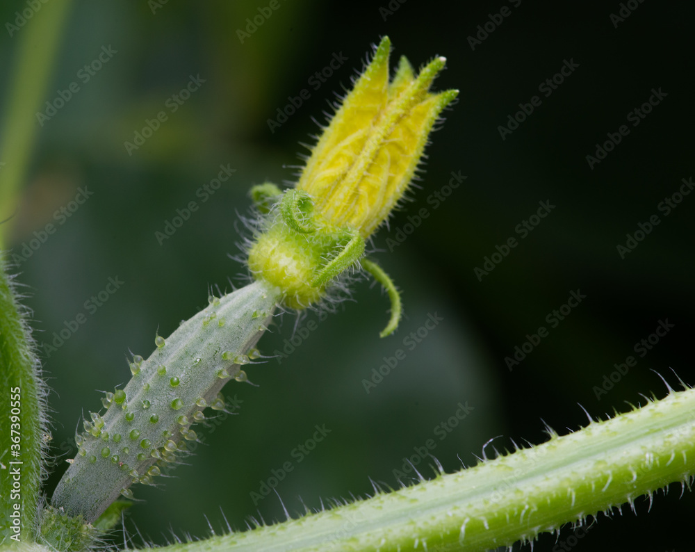 Naklejka premium Female Cucumber blossom on vine