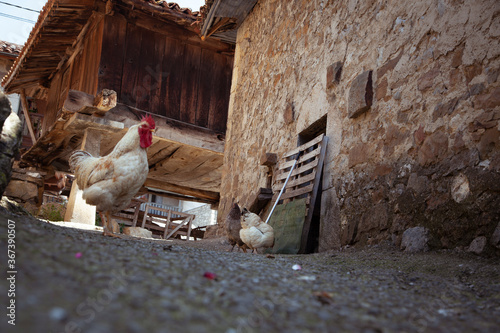 Callejuela de pueblo rural, típico de Asturias con gallinas por el medio © lleandralacuerva