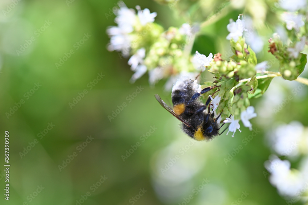 Macrofotografie von einer Hummel die Nektar auf einer weiß blühenden Blume sucht