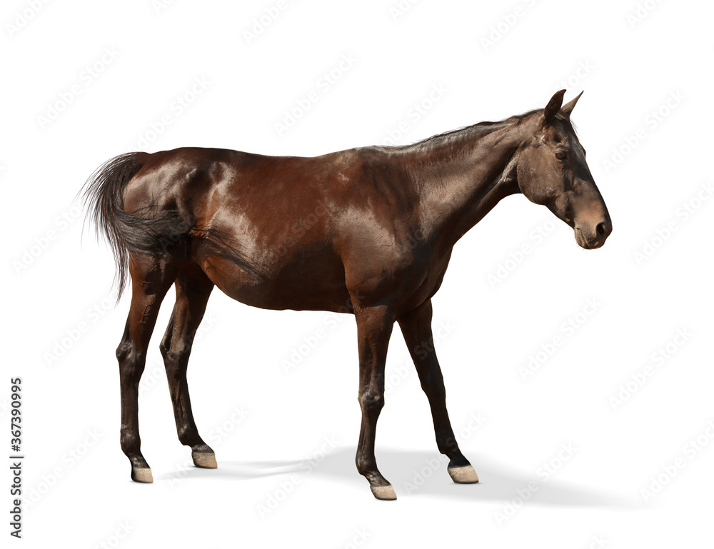 Dark bay horse standing on white background. Beautiful pet Dark bay horse standing on white background. Beautiful pet