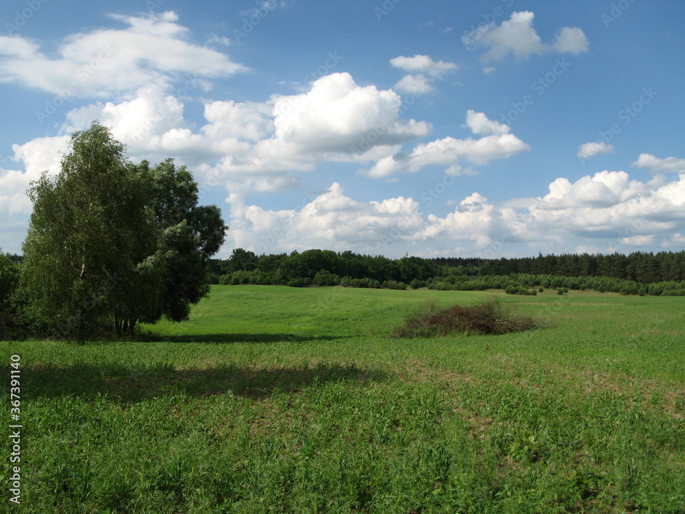 Rural landscape with green field under blue sky covered with white clouds, near Kolbudy, Poland