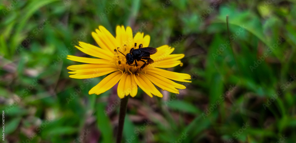 bee on yellow flower bee on yellow flower