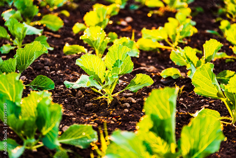 Young cabbage sprouts on the field in rows. Young cabbage sprouts on the field in rows.
