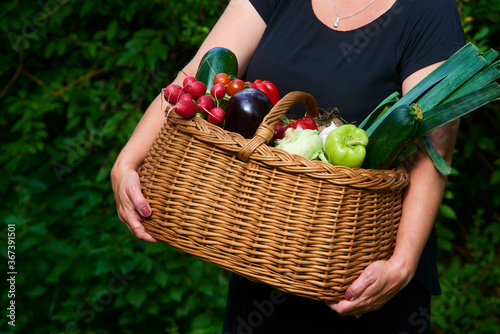 Wicker basket with fresh natural vegetables on a background of green lawn. Cucumber, zucchini, beet, kohlrabi, garlic, carrot, potato, tomato, onion. Selective focus