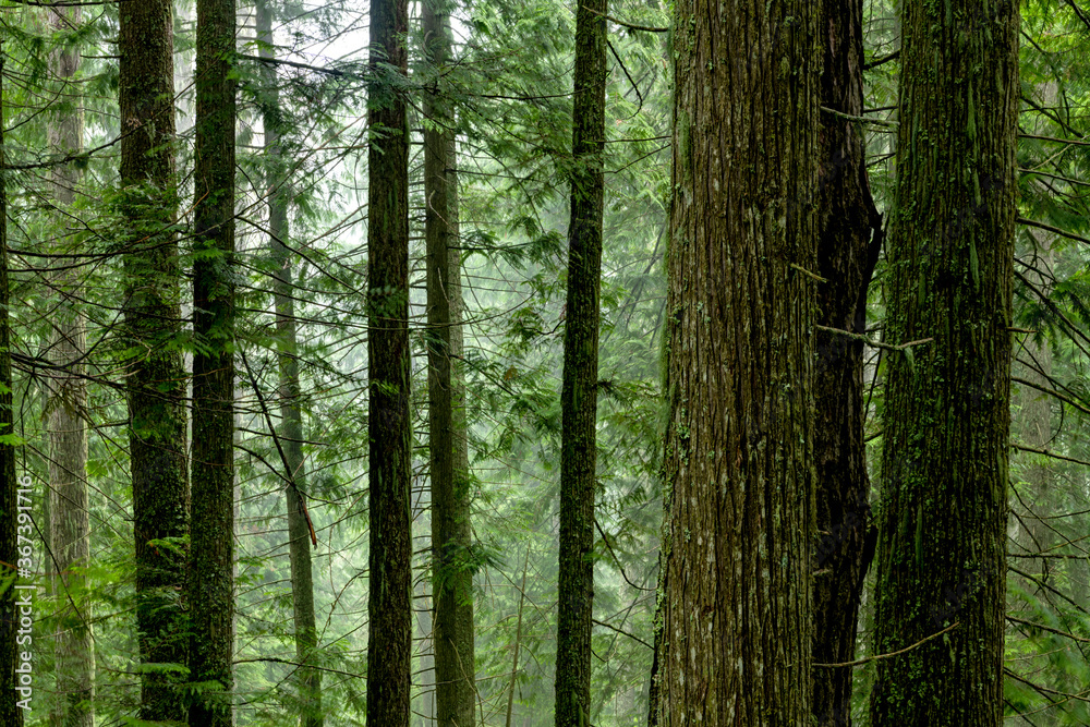 Deep Dark cedar forest with many trees Deep Dark cedar forest with many trees