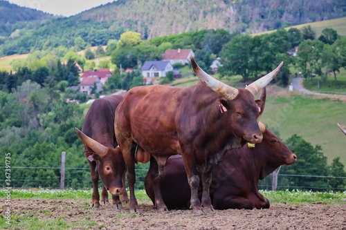 Fotografi Ankole-Watusi Grazing in Czech Farm Park