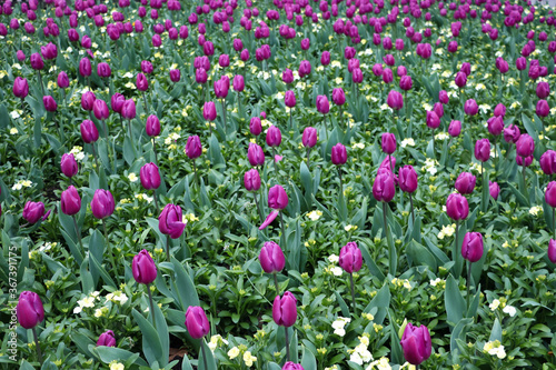 purple tulips and green leaves, background with flowers