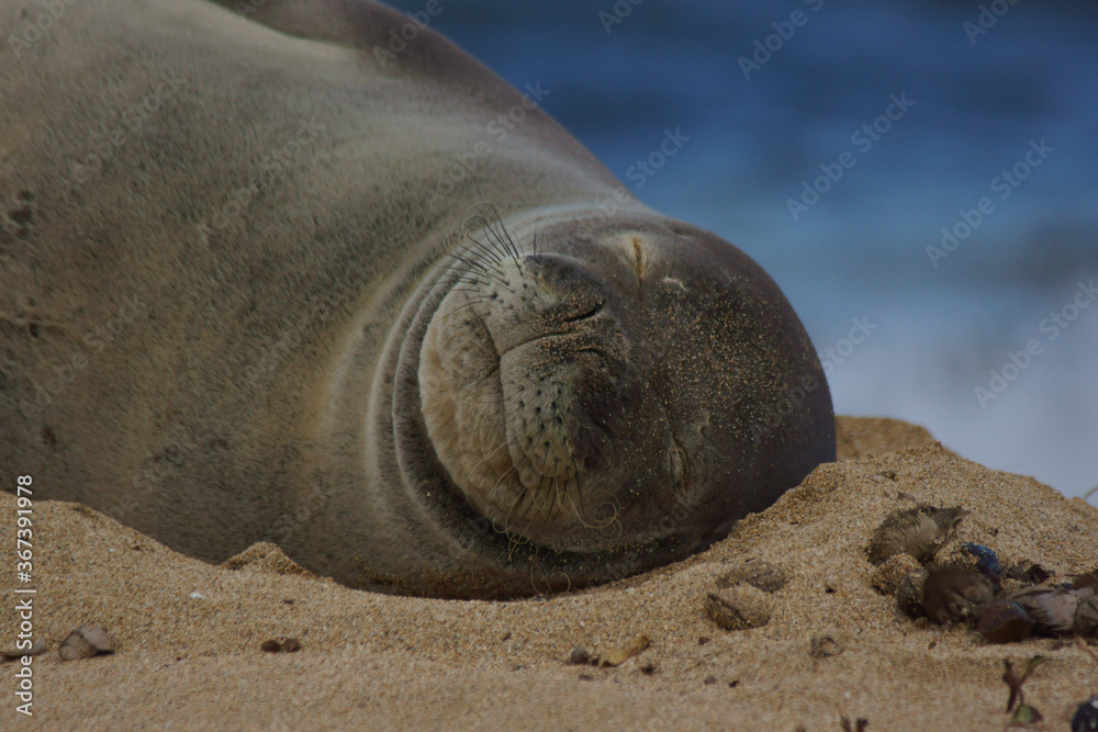 Fototapeta premium sea lion on the beach