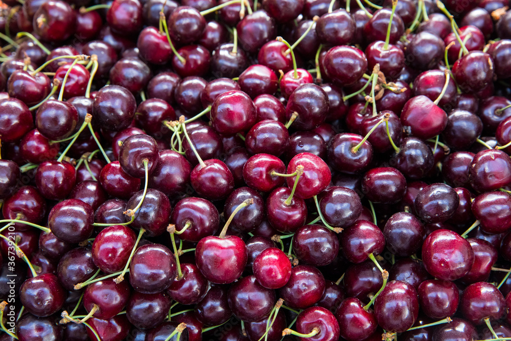 Close up of pile of ripe cherries with stalks and leaves. Large collection of fresh red cherries. Ripe cherries background. Close up of pile of ripe cherries with stalks and leaves. Large collection of fresh red cherries. Ripe cherries background.
