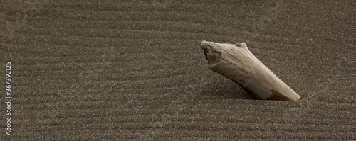 driftwood in sand