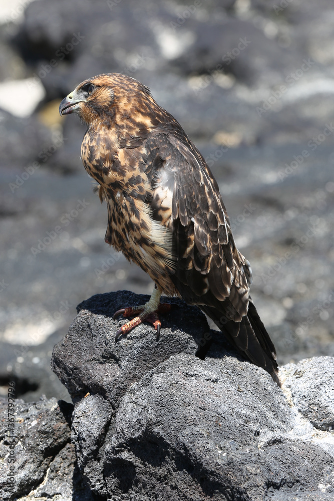 Fototapeta premium Galapagos Hawk