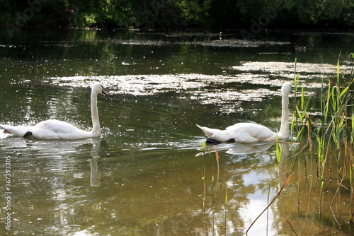 swans swim in the pond of the city Park
