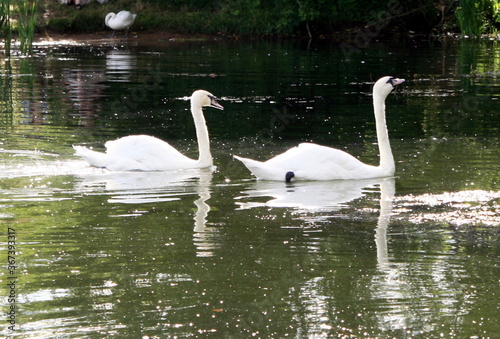 swans swim in the pond of the city Park