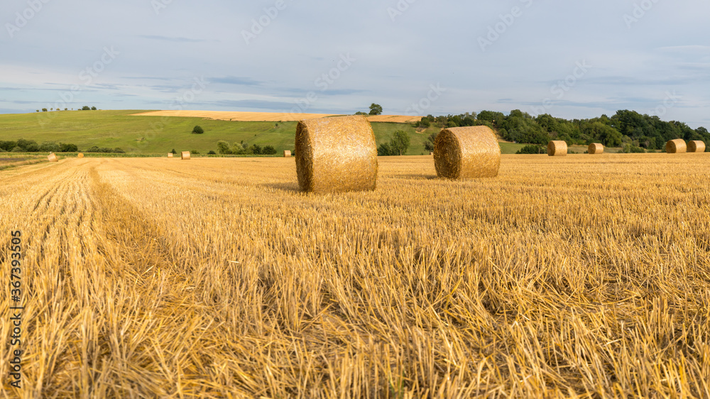 field of wheat with straw bales in France