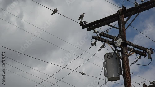 Birds sitting on high voltage power lines
