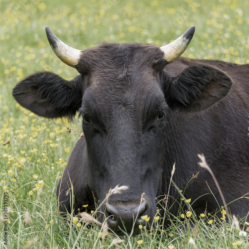 Young black bull lying grazes in a meadow in summer day