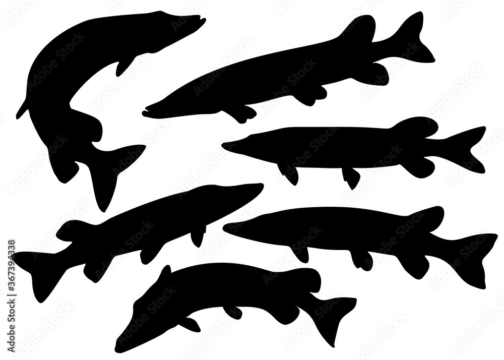 Predatory pike fish. Vector image. Predatory pike fish. Vector image.