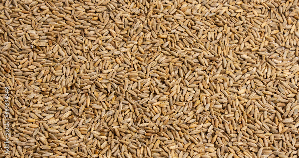 Rectangular frame of grains of wheat, barley, rye, oat on white background close up, isolated. Natural dry cereal seeds for the site with the inscription, top view. Free space for text in the center Rectangular frame of grains of wheat, barley, rye, oat on white background close up, isolated. Natural dry cereal seeds for the site with the inscription, top view. Free space for text in the center