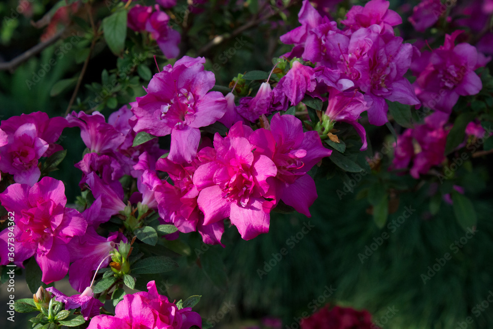 Azalea flower blooming on the springtime in park Azalea flower blooming on the springtime in park
