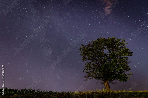 Lonely oak tree against the background of the starry sky.