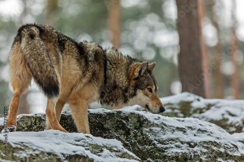 huge gray wolf  Canis lupus  on a rock in the woods with snow