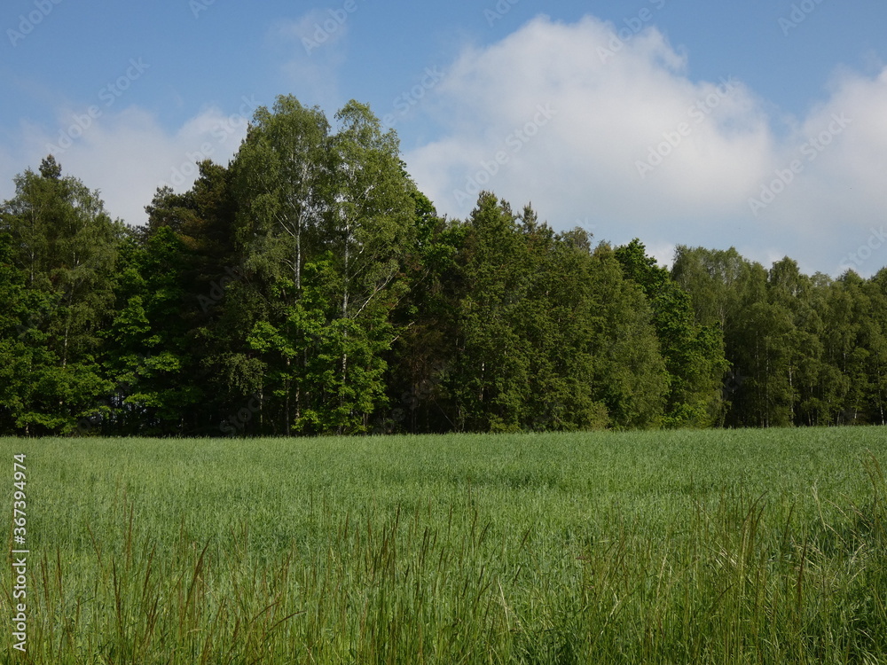 Rural landscape with green field and trees, Poland