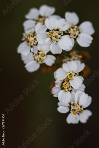 Fototapeta Naklejka Na Ścianę i Meble -  White Wildflowers In The Alpine Of Colorado, White Flower Buds, Spring Flowers In The Mountains, Alpine Wildflowers