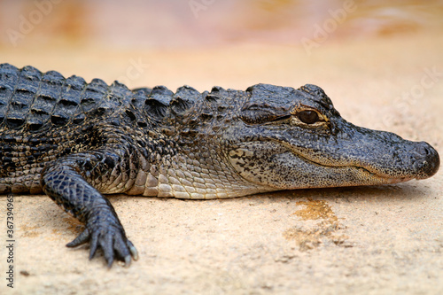 Alligator in the glades