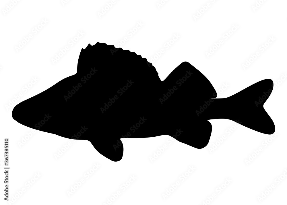 Fish perch predatory. Fish perch predatory.