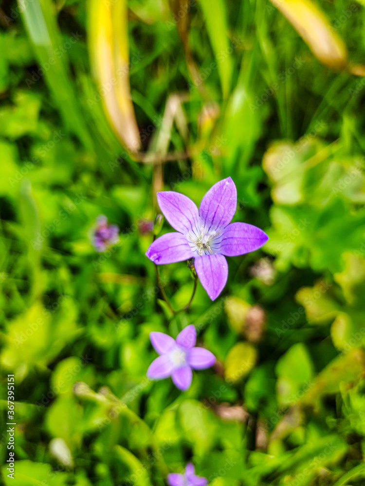 Purple bell flower grows on a background of green grass